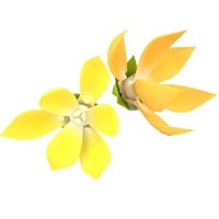 Ylang-Ylang