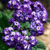 Heliotrope