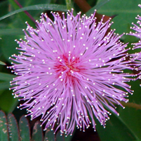 Mimosa