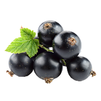 Black Currant