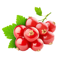 Red Currant