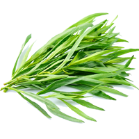 Tarragon