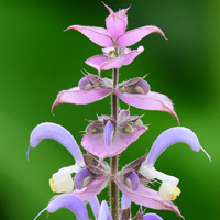 Sage