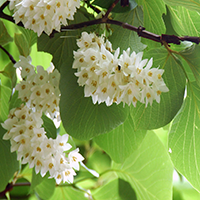 Styrax